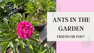 Ants: Friend or Foe?