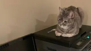 Cat Printer!