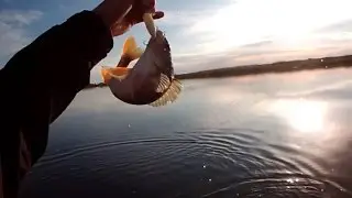 Окуньки на поверхностные приманки
