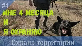 Воспитание щенка Бэмби. Охрана территории.