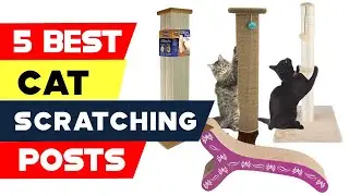 Top 5 Best Cat Scratching Posts Reviews In 2024