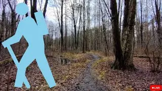 Virtual x Forest Hiking 2.03 / muddy, hilly, calming