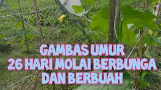 tanaman gambas(oyong) molai berbunga dan buah