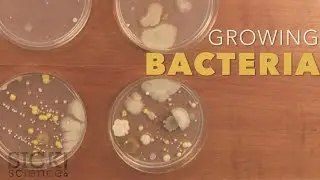 Growing Bacteria - Sick Science! 