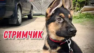СТРИМ. С толстячком