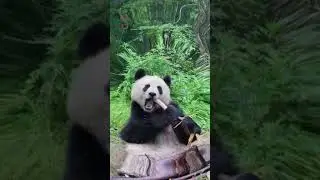 Панда🐼 или Крокодил🐊| Cмешные моменты😽 Дикие животные|
