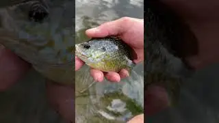 Fishing with worms #fishing #shorts