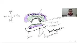 The Limbic System
