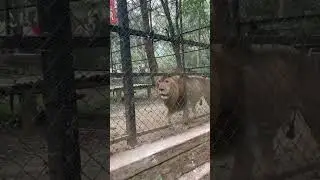 #lion #zoo #bannerghatta #shorts #YouTubexBGMI