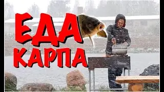 Чем я кормлю рыбу в своем пруду 12 05 2020  Аномально теплая весна