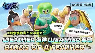 《 浪你看看 街訪篇 》Weather 海洋 Weather 海龜 🦜Birds of a feather