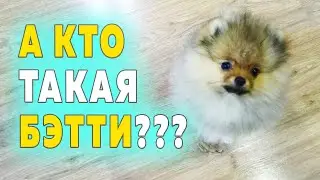 Spitz puppies are 84 days old - 12 weeks old. What are the titles of the parents of the puppies