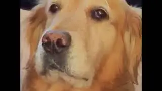 rip vine compilation (mostly dog vines)