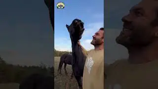 The biggest puppies at the sanctuary 🐴💚