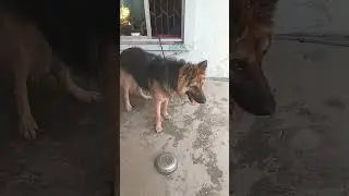 german shepherd puppies today he is so sad 😔#germanshepherd #gsd #doglover #viral #shortsfeed