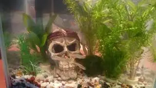 My fish