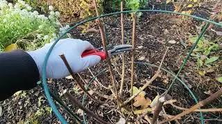 How to prune panicle hydrangea Bobo to produce larger flower heads.