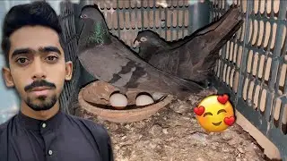 Kalu Jora Ka Anda Aa Gea Good New Hi Good News🥰 || Patha Kholta Hi Urr Gea😄. #itspigeonlover
