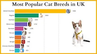 Most Popular Cat Breeds in UK