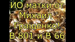 Матки ИО от Михаила Гращенко! В801 и В66.
