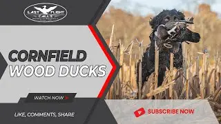 CORNFIELD WOOD DUCKS!