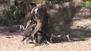 African Wild Dog puppies, Botswana.