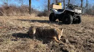 2023 Trapping Season (MANGY MUT)