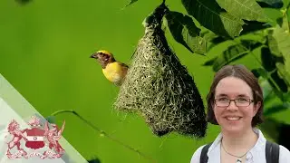 What Can Birds' Nests Teach us About Evolution? | Catherine Sheard
