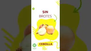 ¿CÓMO ELEGIR CEBOLLA?