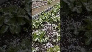 8 мая в Москве и Подмосковье почти снегопад