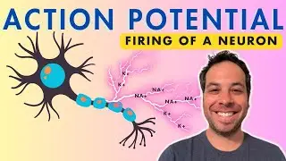 How Neurons Fire - Action Potential Explained!