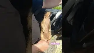 Сурикат Маняша