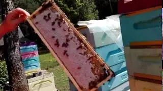 Печатка меда у разных линий бакфаста