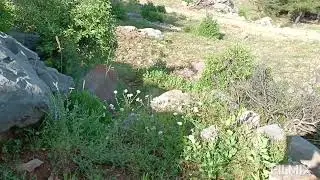 TAŞ YUVARLAMA ZAMANI