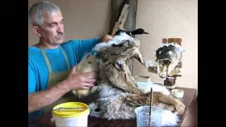 Изготовление ковра рыси. Таксидермия Бахмат В.Л.