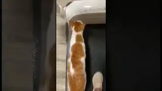 Немного кошачьего спорта