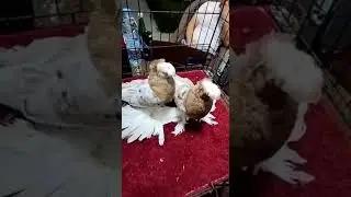 навват капкан
