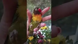 уход и содержание неразлучника
