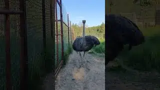 Страус дефелирует в Подмосковном сафари-парке #сафарипарк #nature #забавныеживотные #страус