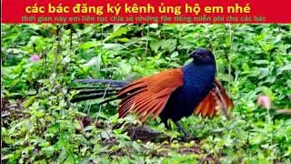 tiếng bìm bịp và tiếng nhái chuẩn nhất không có tạp âm