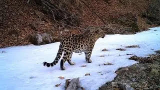 Пятнистая семейка 2. Пернатые нахлебники