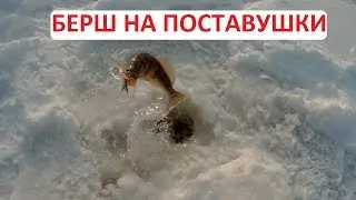 Ловля судака и берша на поставушки с тюлькой.