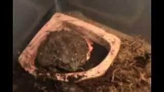 African Bull Frog Eating Frog