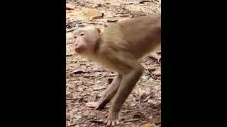 what you doing monkey ?