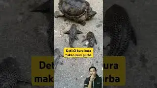 Kura kura makan ikan purba #fish #fishing #animals #viralvideo #shortsviral
