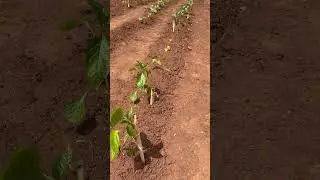 Support for tomatoes, peppers and cucumbers. 