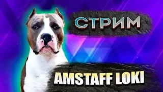 Стрим! #56