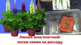 Люпин многолетний: как я сею его семена на рассаду