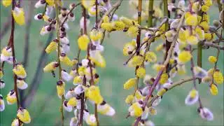 Мы когда- нибудь выстроим дом (Вера Бутко)