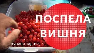 ПОСПЕЛА ВИШНЯ